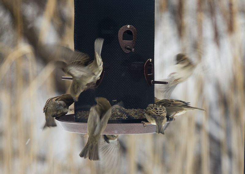 Kickass and Balcony Sparrows by Bill Stokes « The Pen in Hand Blog