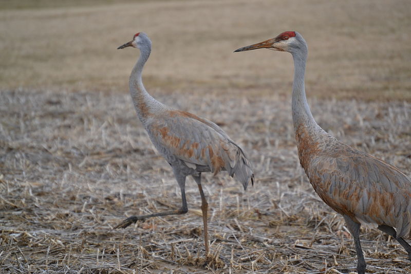 Kickass And The Call Of The Sandhill Crane By Bill Stokes The Pen In   Sandhill Cranes Grus Canadensis 13016861525 