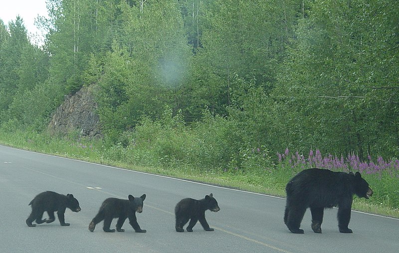 Kickass and Bear Hunters by Bill Stokes « The Pen in Hand Blog
